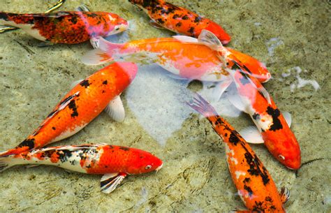 Fish and Koi .